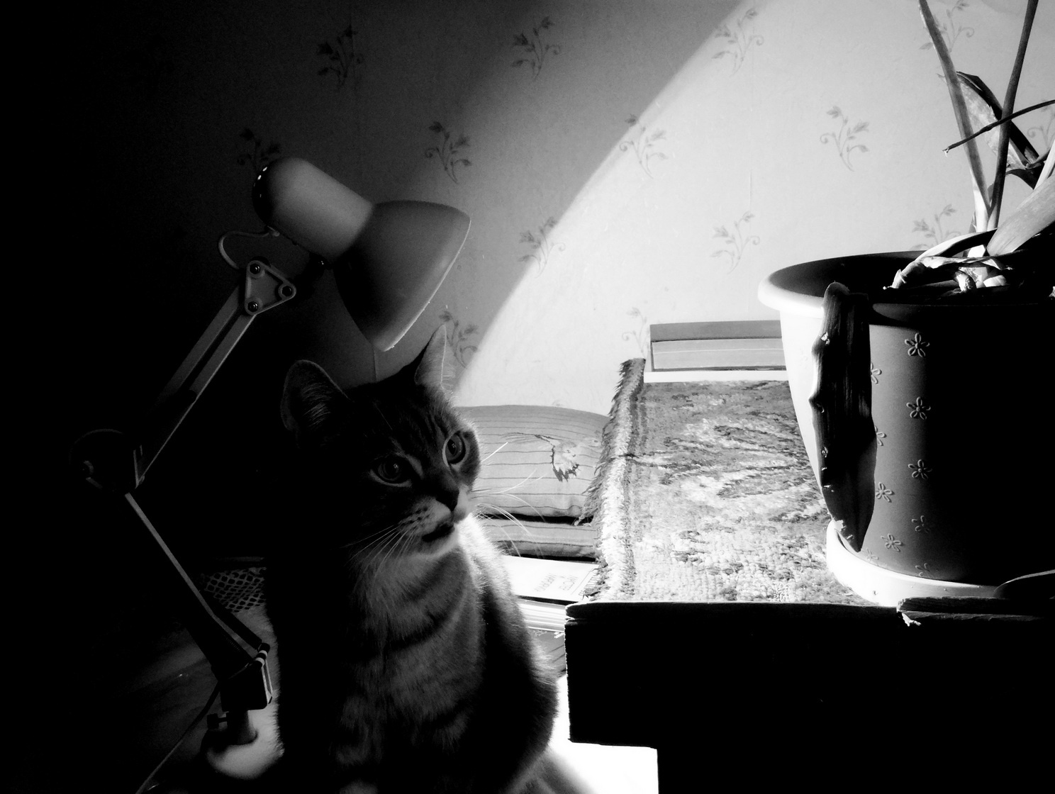 Цветочек. Жизнь с котом 