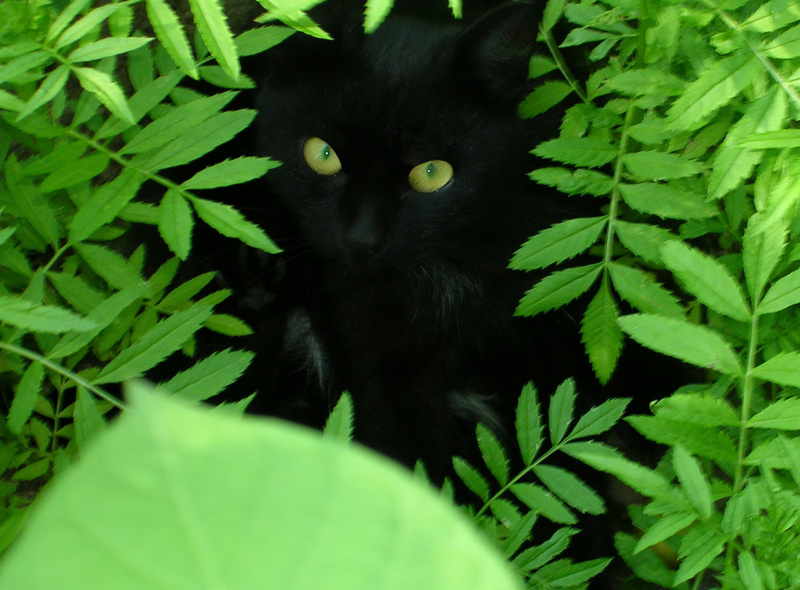 черный кот 
