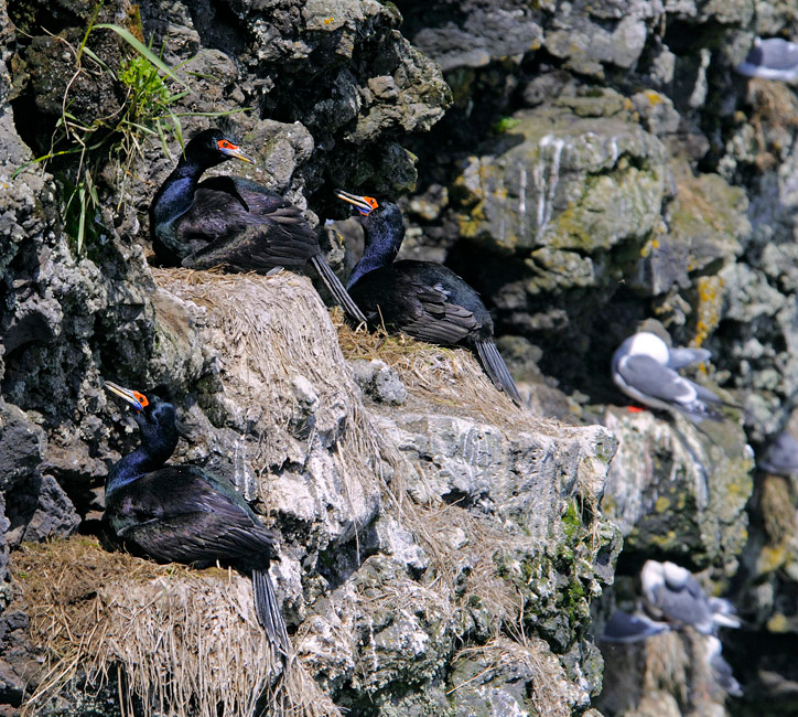 Соседи Краснолицый баклан, Phalacrocorax urile, говорушка, Rissa brevirostris, Red-legged Kittiwake,Остров Св. Георгия, о-ва Прибылова, Red-faced Cormorant, St. George Island, the Pribilofs, Bering Sea, Alaska