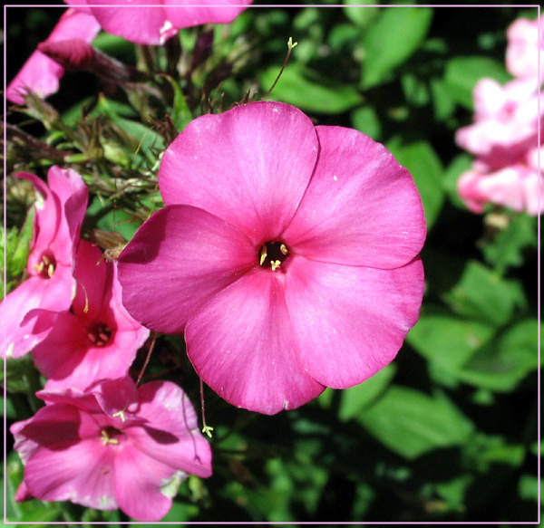 Pink macro pink