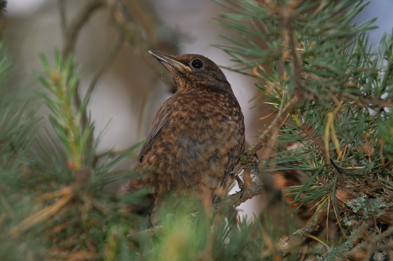 ДРОЗД ЧЁРНЫЙ птенец (Turdus merula) птицы черный дрозд пернатые птенец