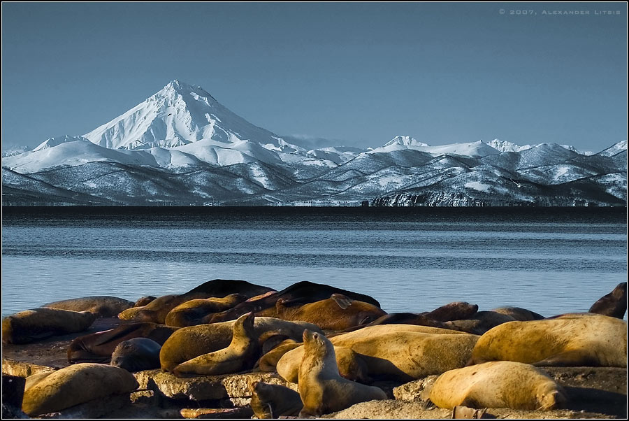 Пляж морские львы сивучи горы море камчатка