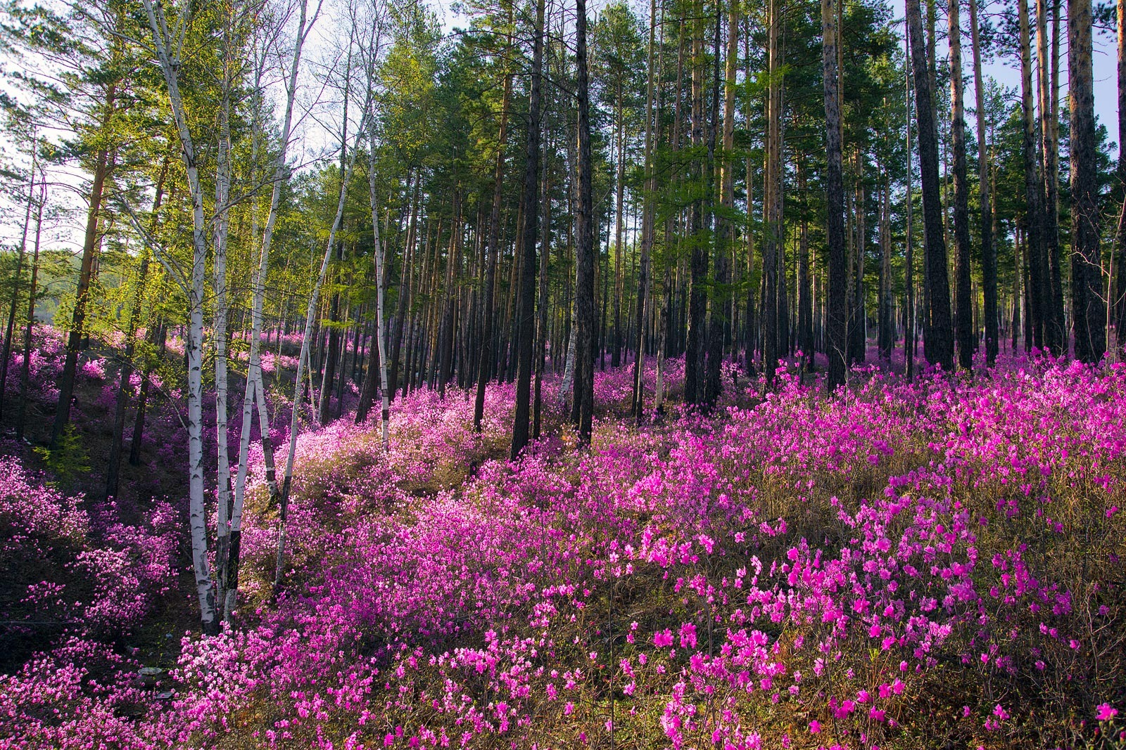 Забайкальский багульник 