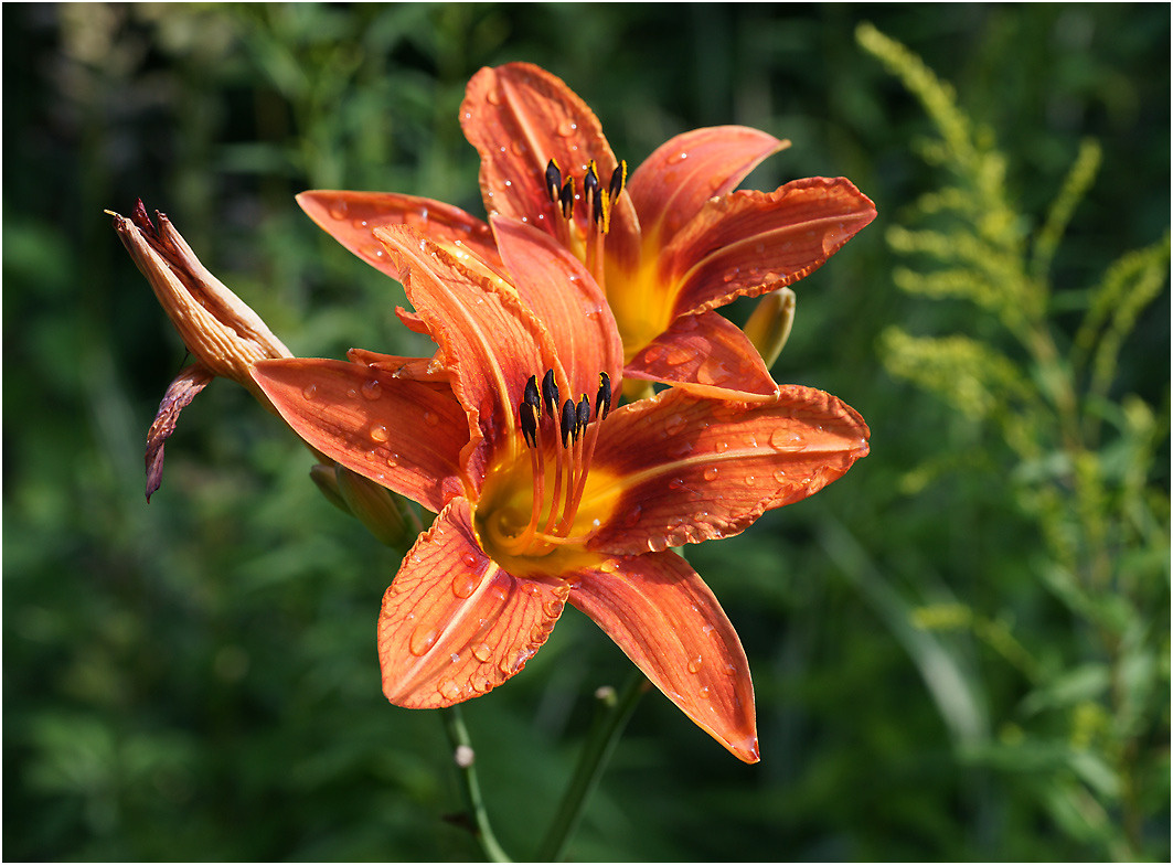 Hemerocallis hybrida - Лилейник гибридный, или красоднев. Hemerocallis hybrida Лилейник гибридный красоднев цветок растение