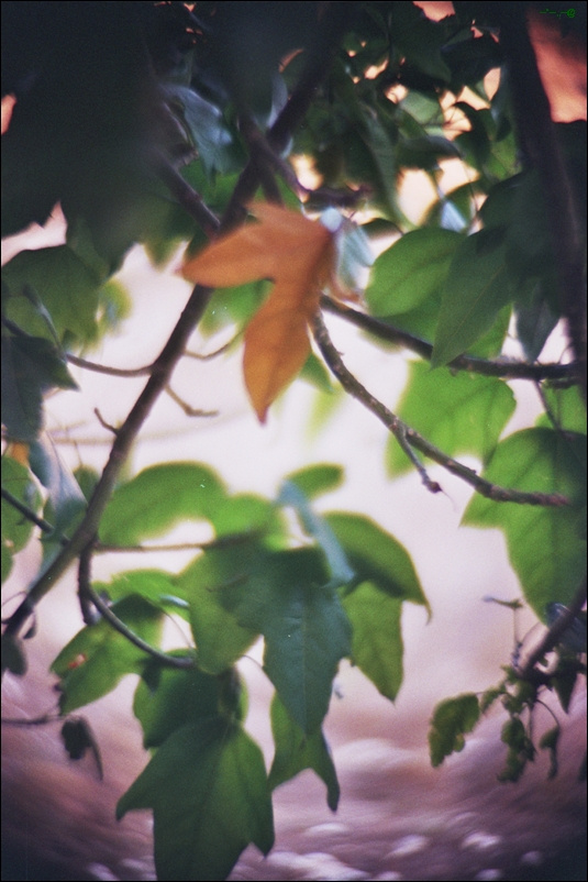 *** плёнка _twirlings_