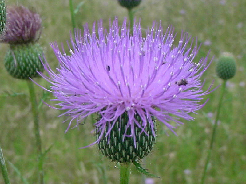 Bull Thistle (татарник) татарник