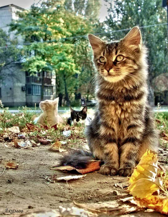 Котеги коты кошка кот cat cats kitten котёнок