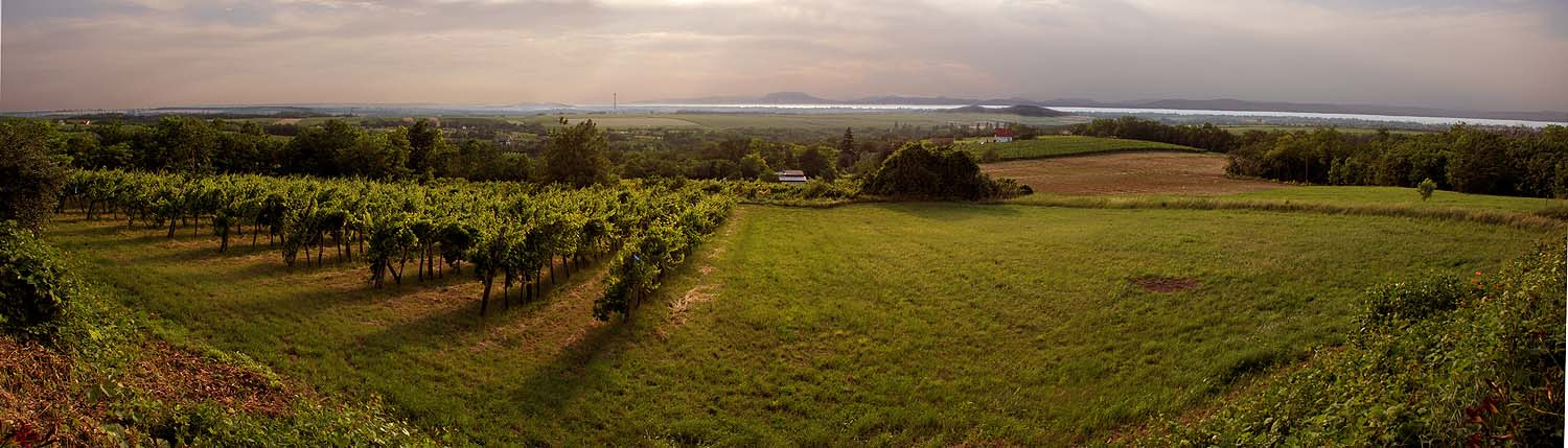 *** Виноградник озеро панорама