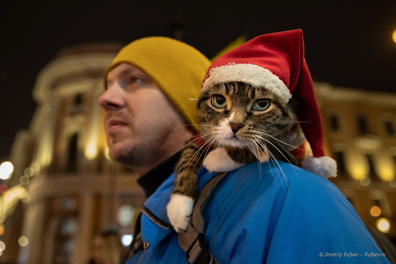 Друзья, с Новым Годом! Что грядущий Новый Год нам готовит? петербургскийдневник Санкт-Петербург Котик фотографспб canon кенон животные новыйгод