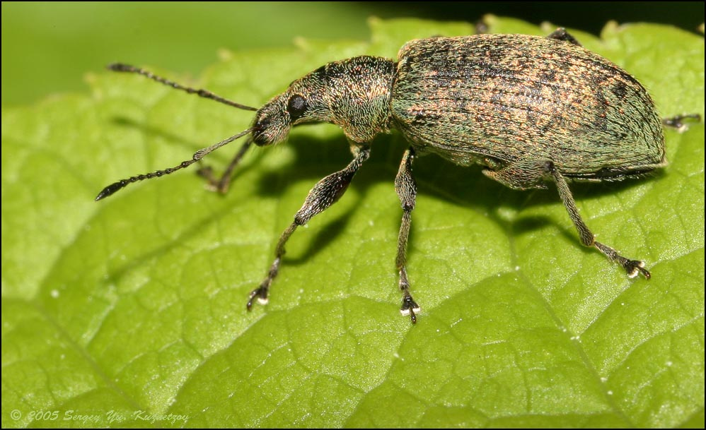 Про долгоносика. жук долгоносик Curculionidae