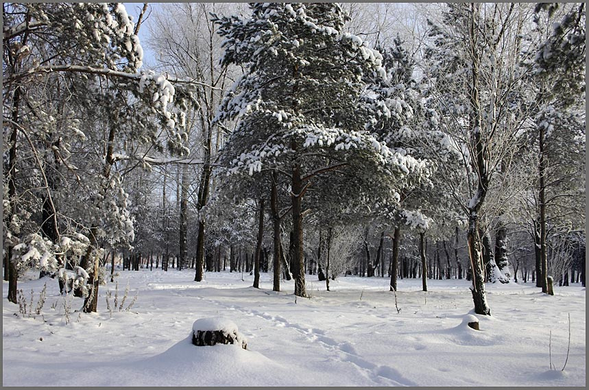 Сяду на пенек... лес деревья снег пень