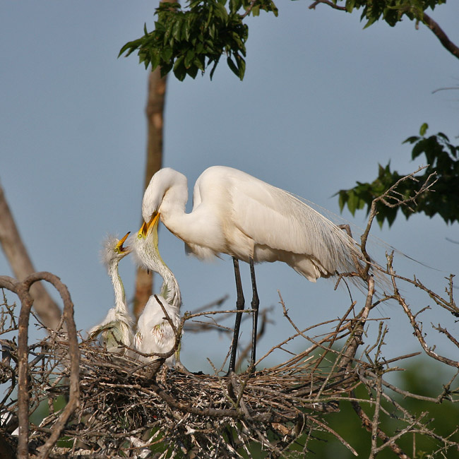 Весна 3 птицы, Большая, белая, цапля, Техас, Great, egret, Texas