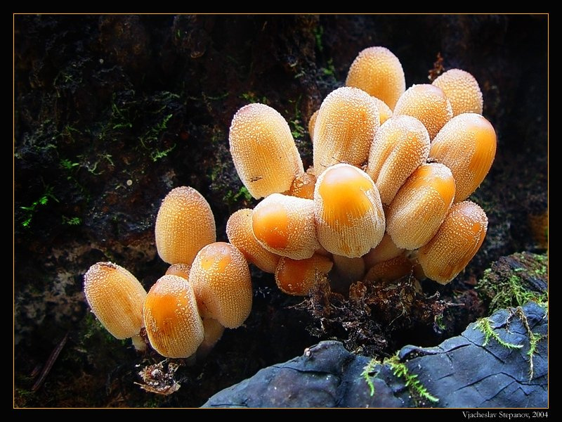 Мерцающий Coprinus micaceus навозник мерцающий октябрь лес грибы