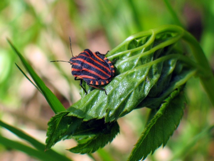 Mr.Bug жук