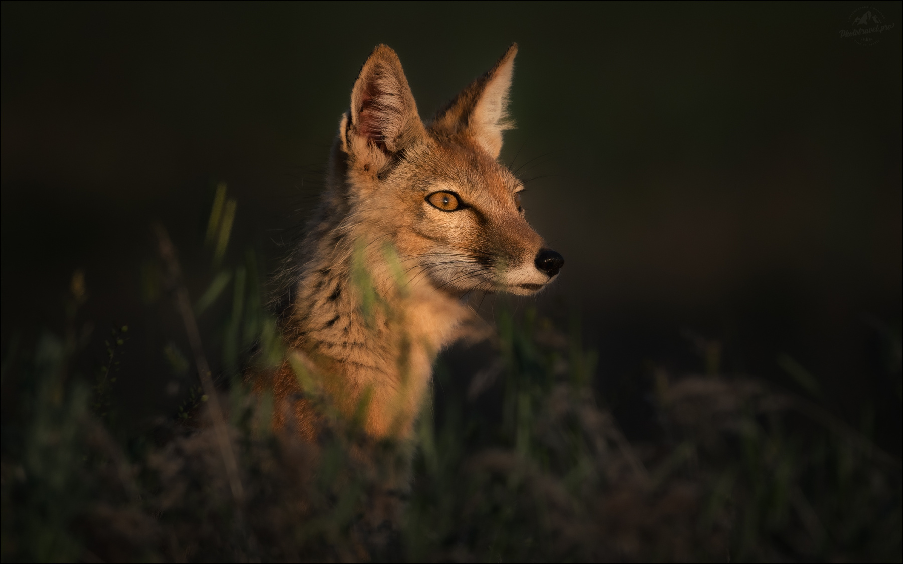 Слушая степь .. корсачок корсак степная лисица Vulpes corsac лиса калмыкия корсаки корсачата корсачонок