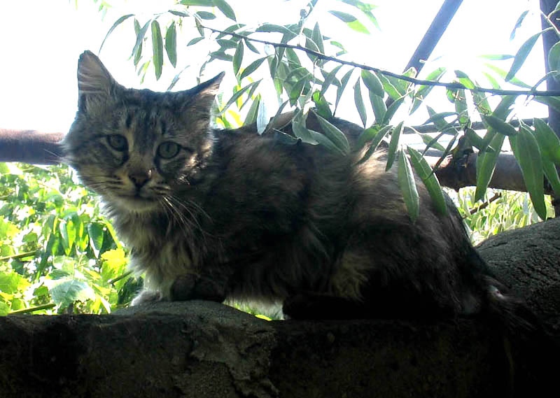 Purtulik кот, во дворе, cat, Кошка, котенок