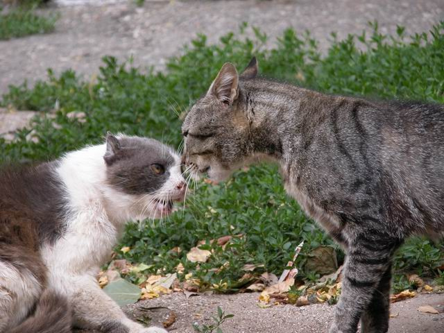 \"Мужской\" разговор коты назревающая драка