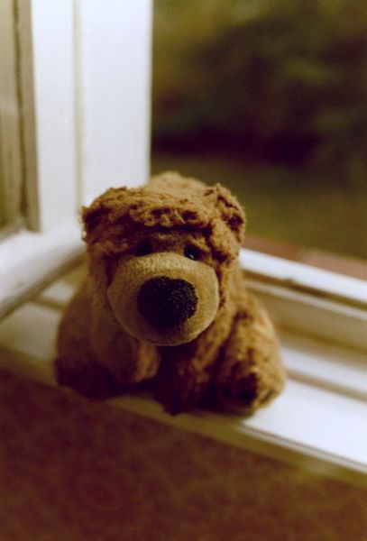 Brown Bear Brown Bear Teddy domashnie mischka