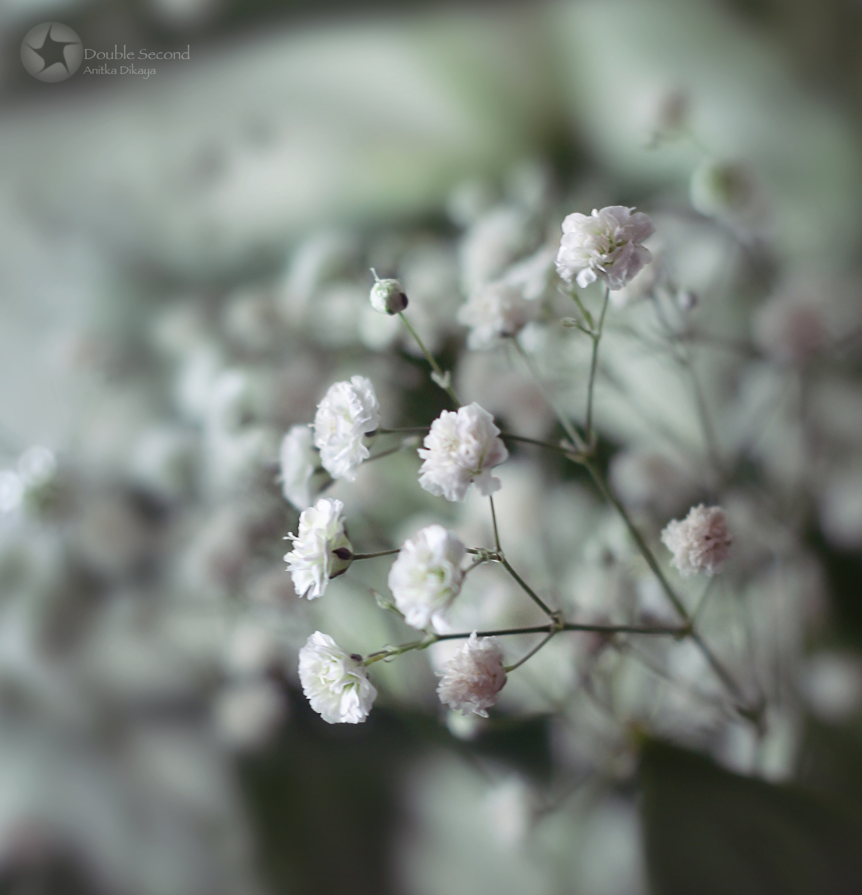 *** цветы, природа