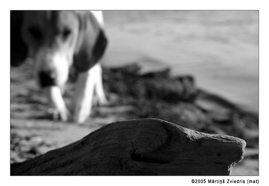 dog and tree tree