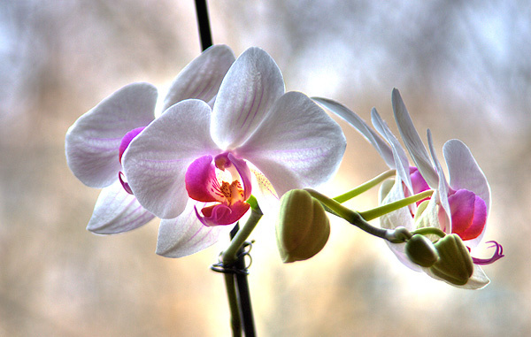 orchid орхидея, HDR