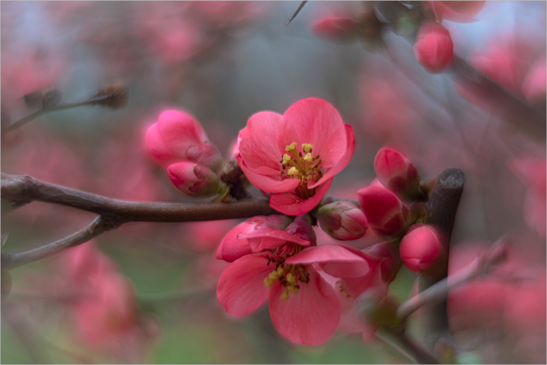 Весенняя природа цветы
