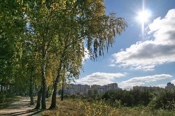 осенне-березово-городская березы город осень