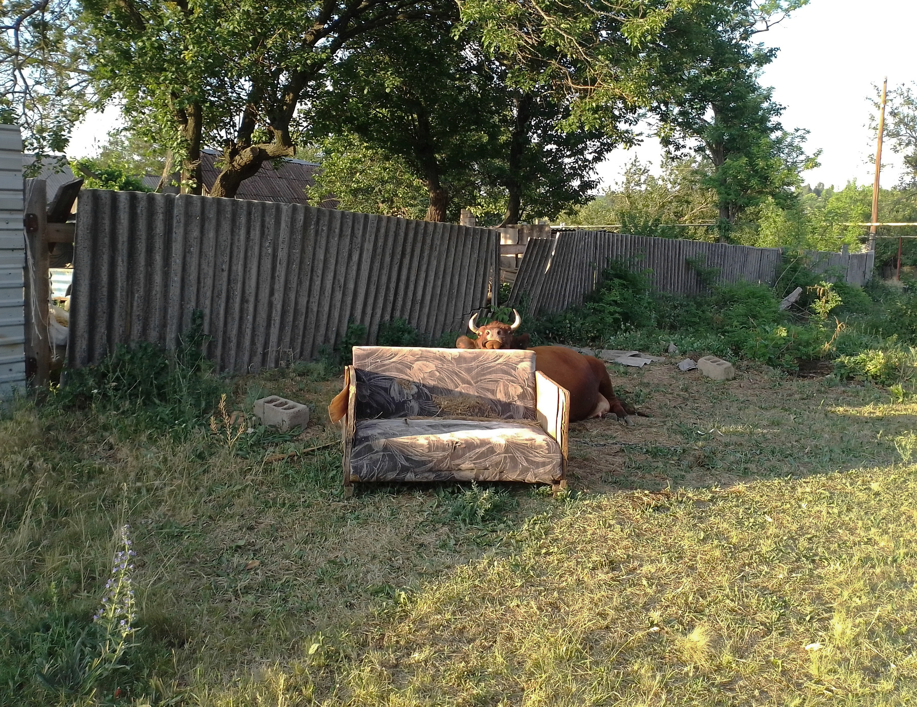Выпас с удобствами... 