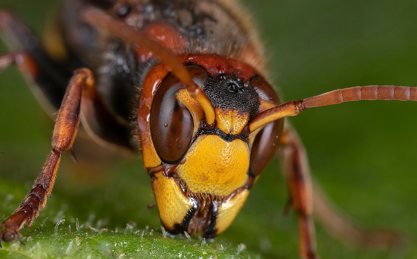 Портрет шершня макро шершень лист насекомые осы
