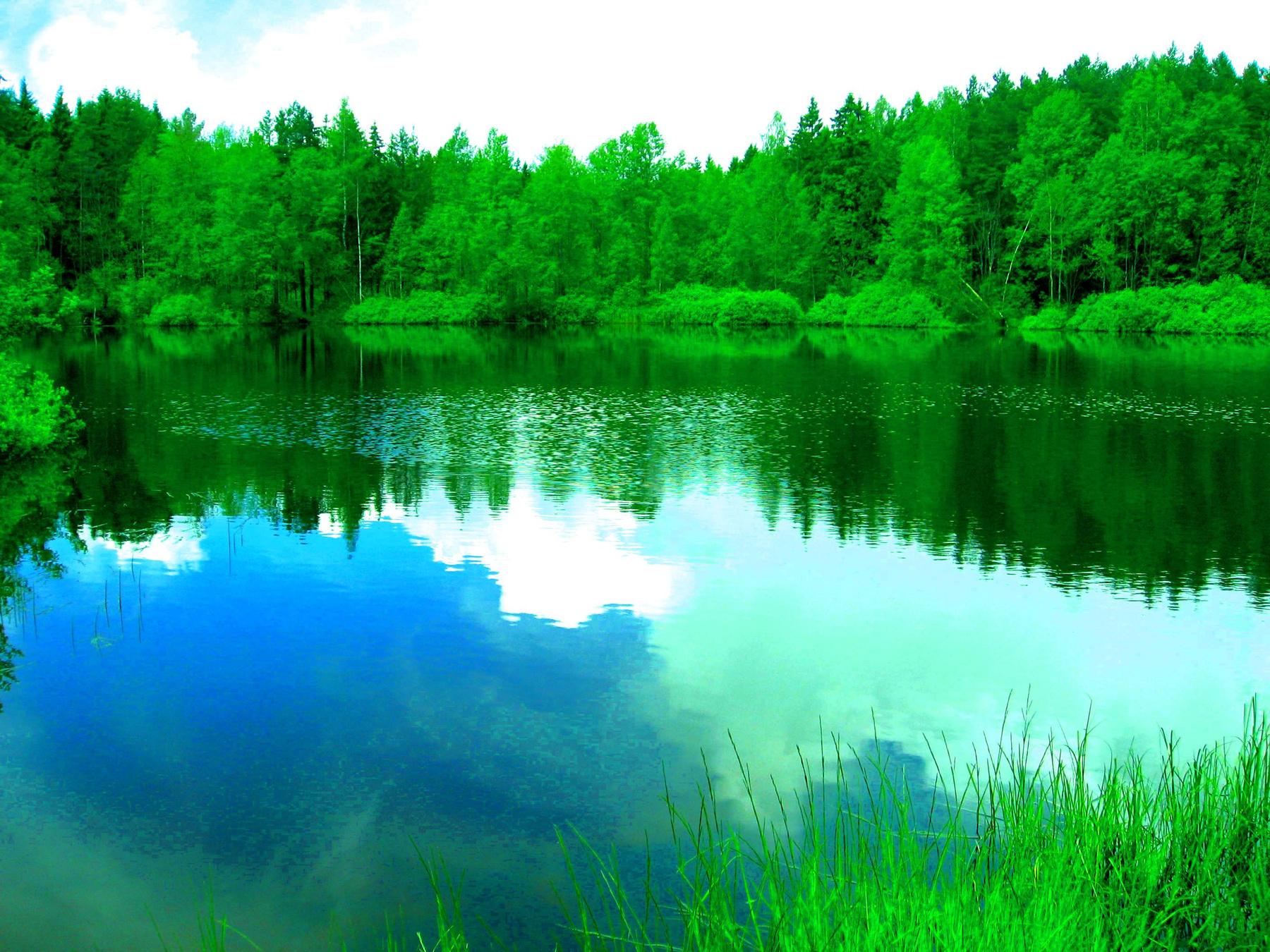 лесное озеро2 лес,озеро,вода,утро,природа