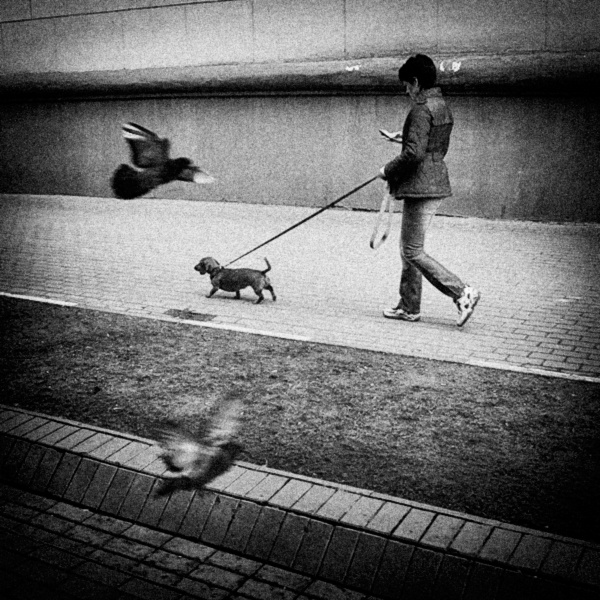SMS-ка смс, сотовый, телефон, птицы, собака, такса, голуби, почта, смс, cellular, phone, birds, dog, teckel, pigeons, mail, 
