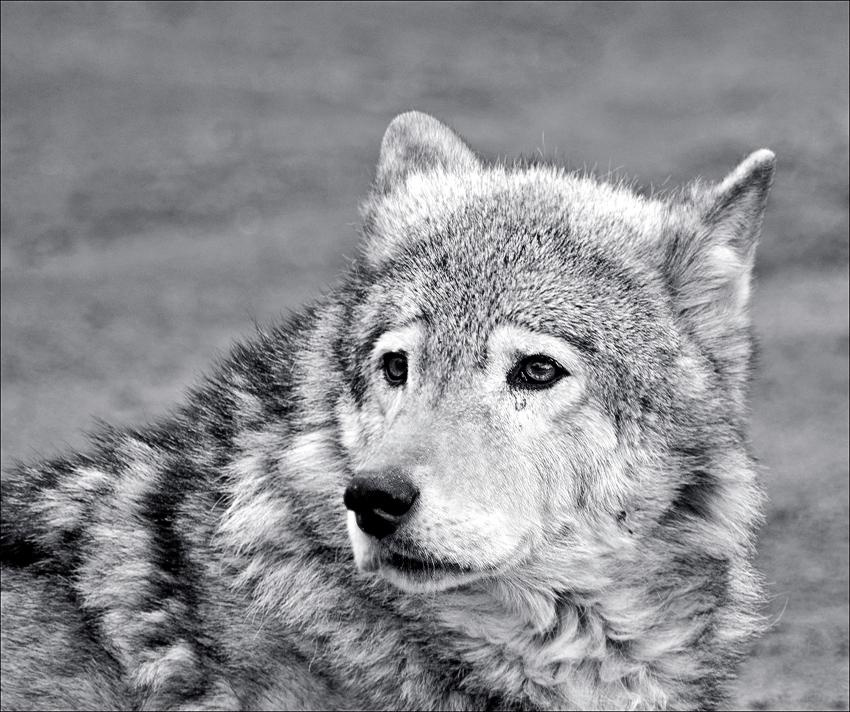 волчья тоска crying wolf