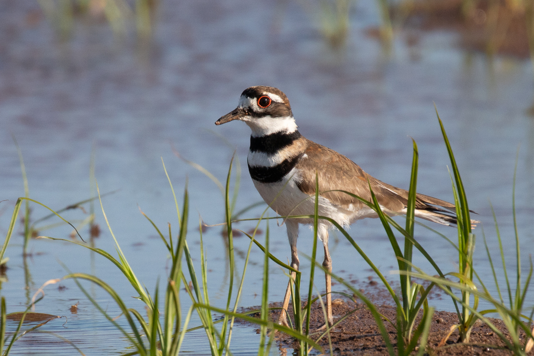 Крикливый зуёк Крикливый зуёк Killdeer Charadrius vociferus Linnaeus C 1758