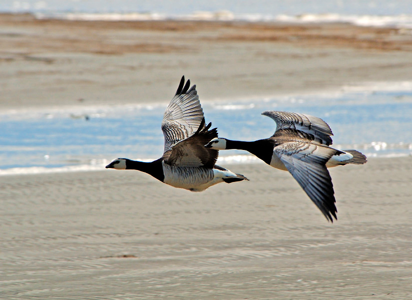 Эскорт Белощекая казарка, Branta leucopsis, Barnacle Goose, Tobseda, Barents Sea, Arctic
