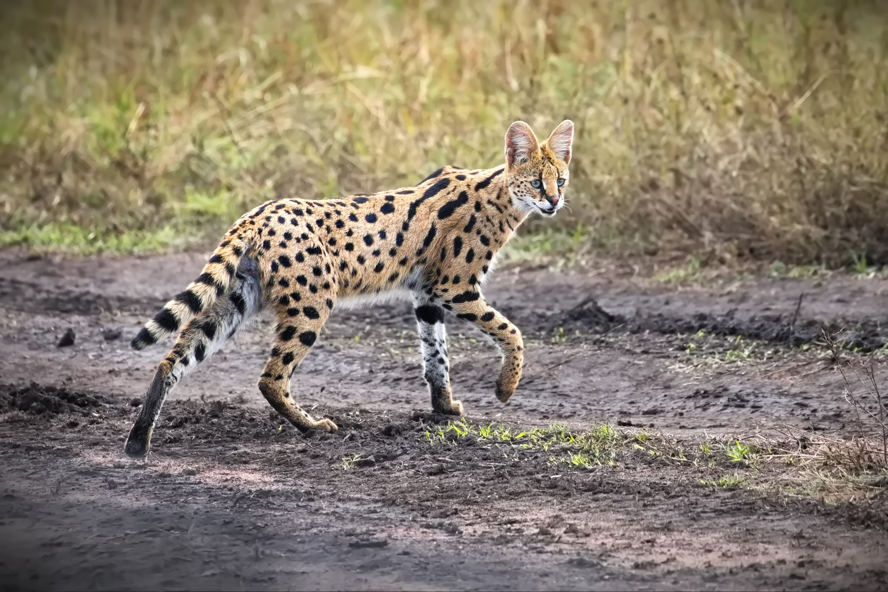 Leptailurus serval Сервал дикая кошка Африка Танзания Серенгети