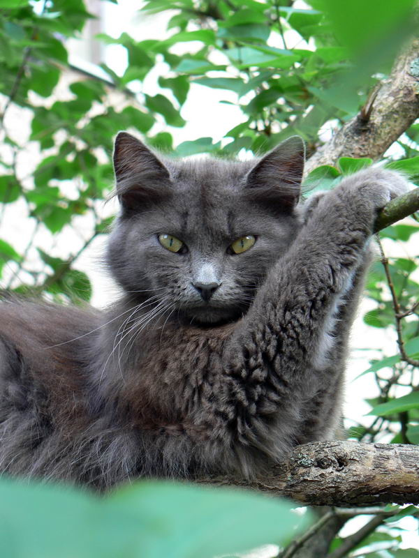 КотеГ 