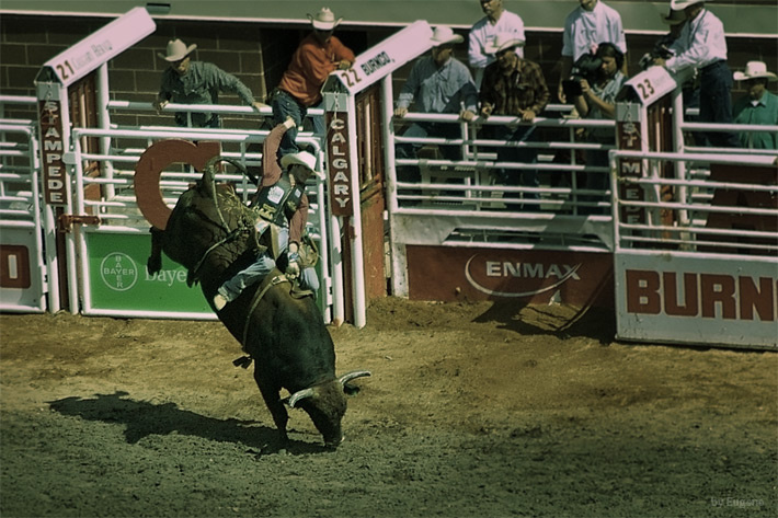 Bull Ride Bull Ride Stampede Calgary Cowboy
