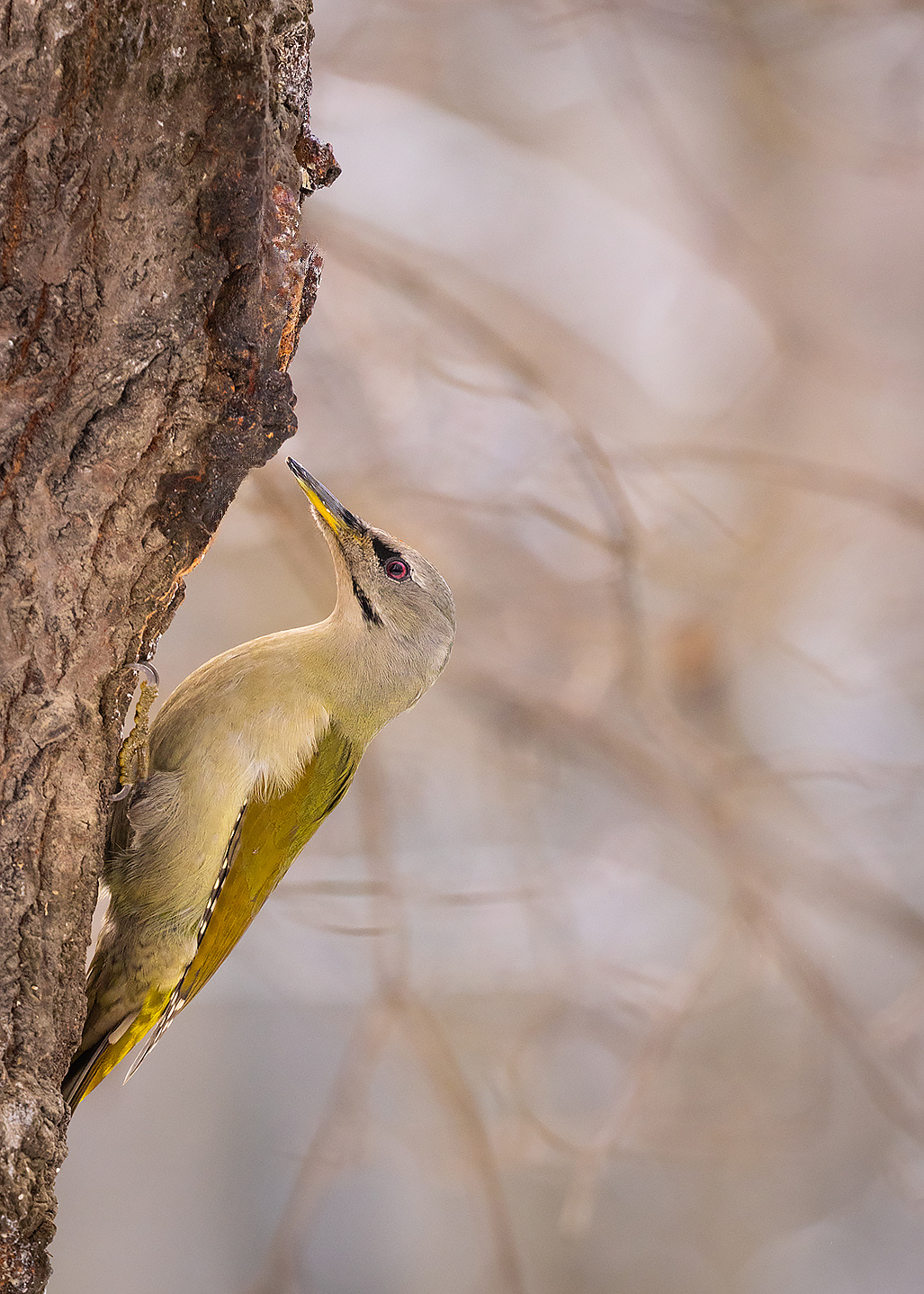 Picus canus) 
