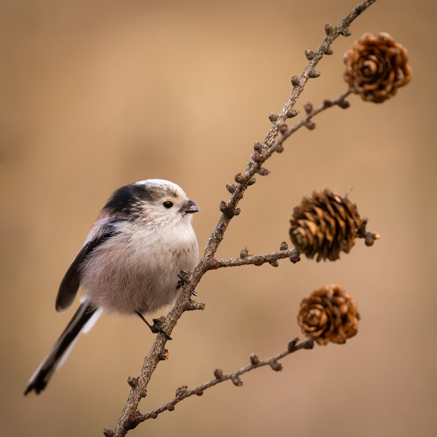 Long-tailed Ti 