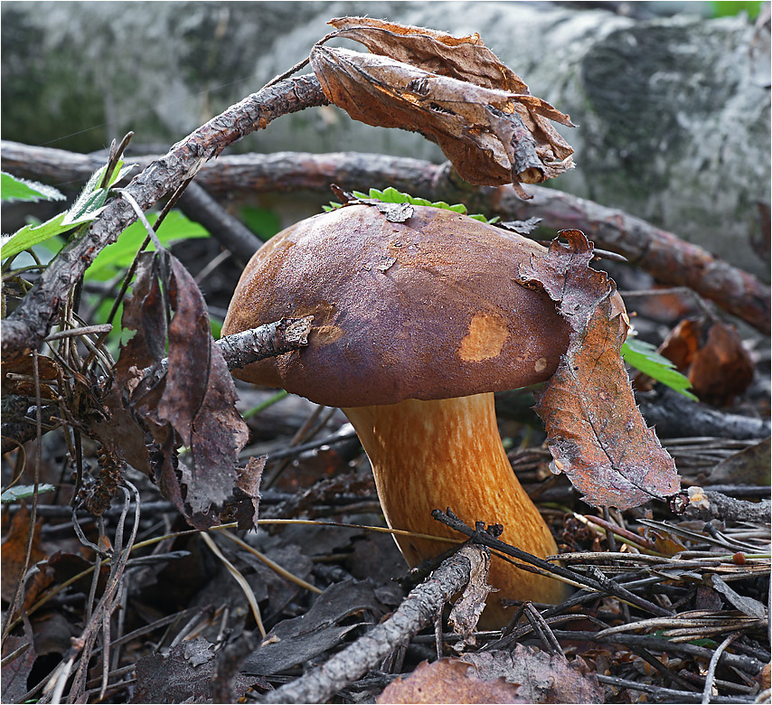 Boletus badius - Польский гриб Boletus badius Польский гриб Подмосковье осень 