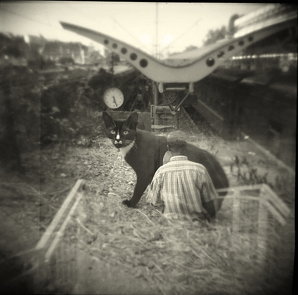 кот на вокзале holga, 6x6, вокзал, кот