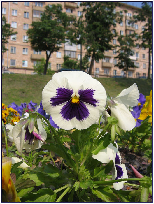 Городской житель 