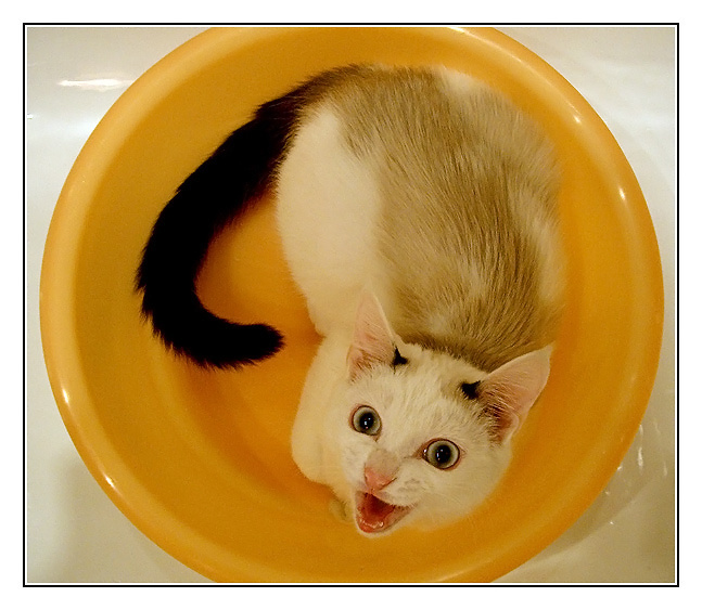 Не хочу мыться!!! кот кошка