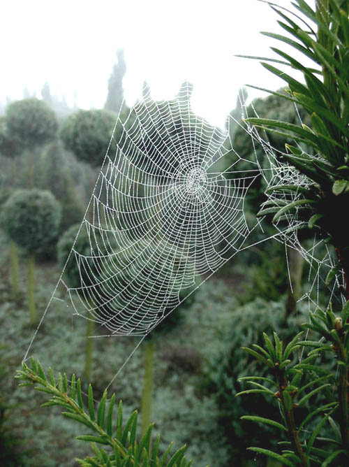 spider web The spider web is tangled up with me