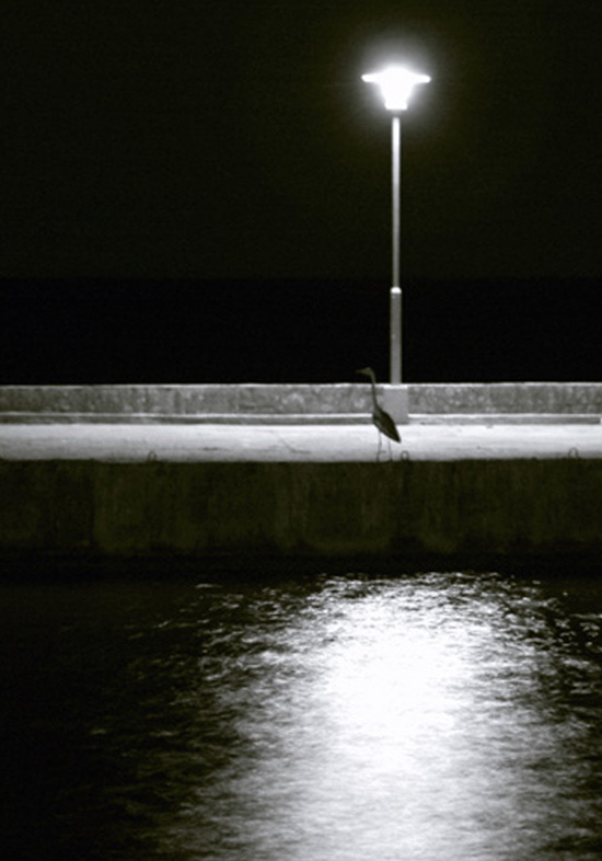 Night heron night, heron