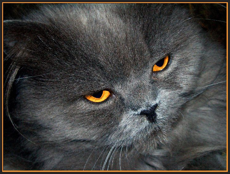 Куузя... кот и рыжие глазища=)