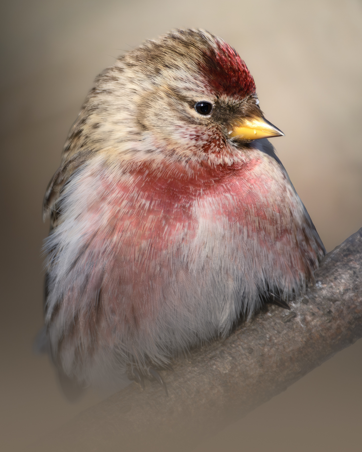 Обыкновенная чечётка (Acanthis flammea) 