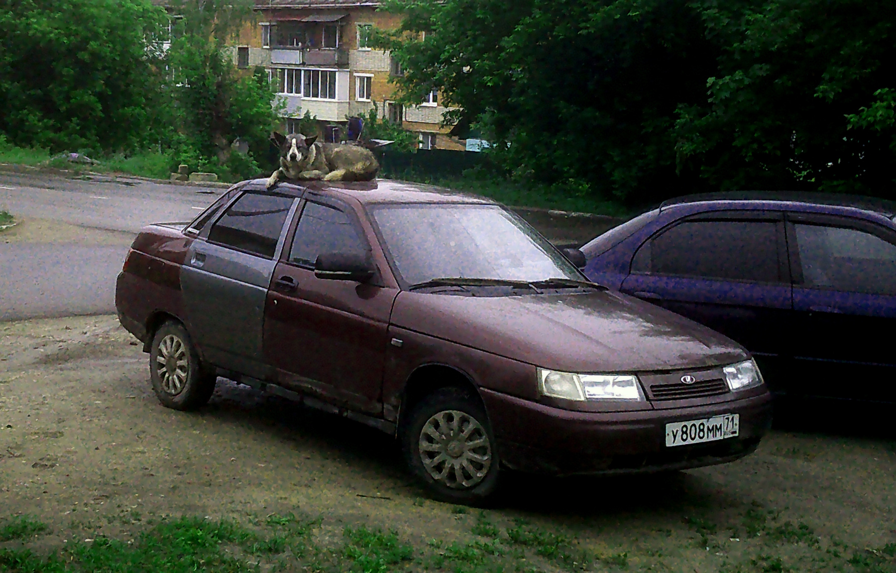 Охраник Собака животное авто