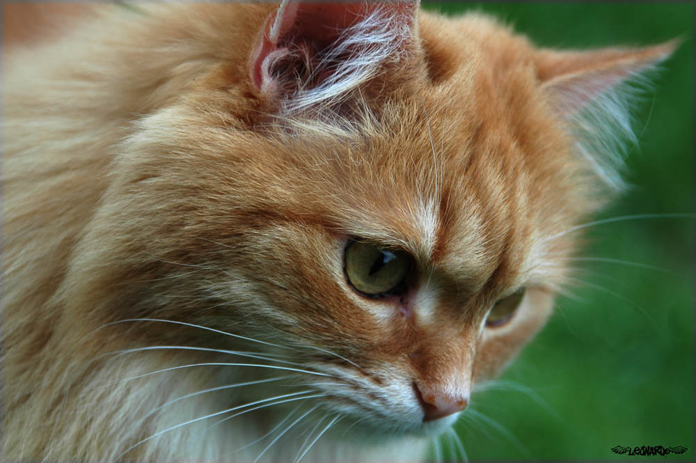 Кошак Cats