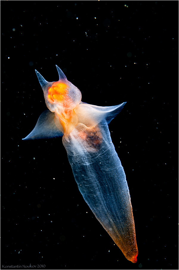 Космолёт фридайвинг, апноэ, морской ангел, Белое море, ББС МГУ, фотоохота